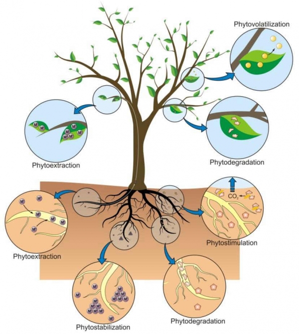 Phytoremediation as a Bioremediation Technique in the Remediation of Oil Contaminated Niger Delta Soils | By Jesse-martin Manufor, MSc Cranfield